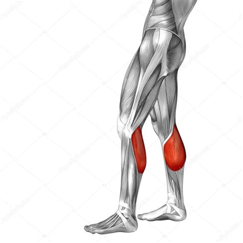 Anatomia Da Perna Inferior E Músculos — Fotografias De Stock © Design36
