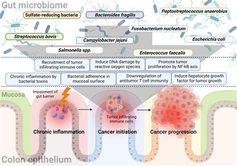 Frontiers Potential Role Of The Gut Microbiome In Colorectal Cancer