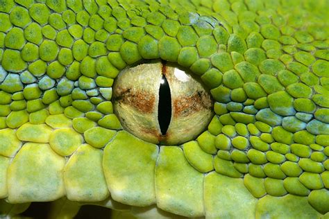 Snake Eye By Henrik Vind 500px