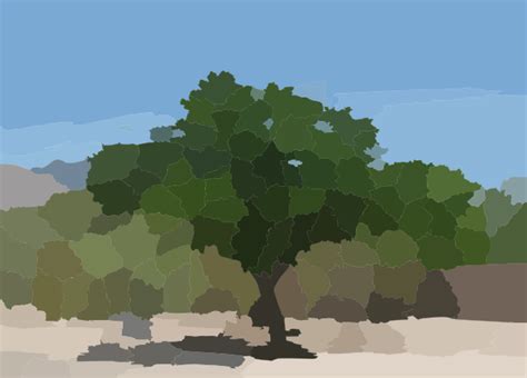 A Mesquite Tree In The Binghampton Cemetery Clip Art At