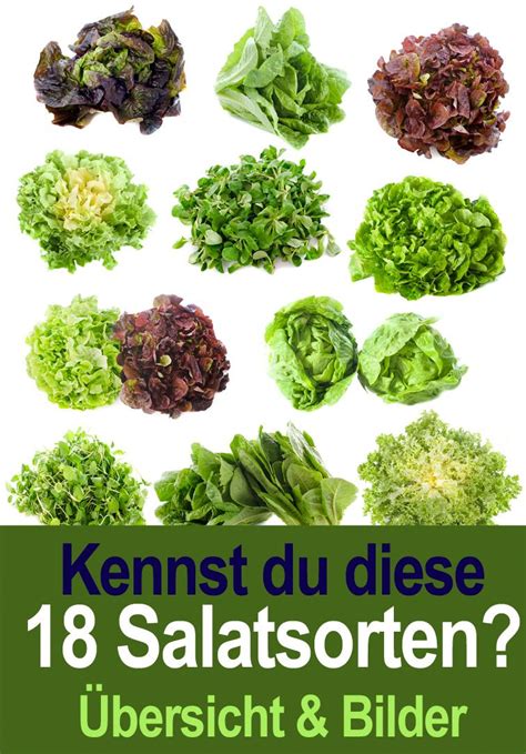 Salatsorten Übersicht Bilder Salat Kopfsalat Essen und trinken