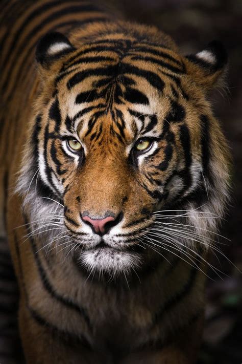 Tiger Portrait Tiger Photography Tiger Pictures Sumatran Tiger