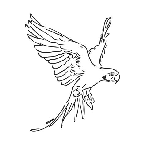 Parrot Vector Sketch 7312451 Vector Art At Vecteezy