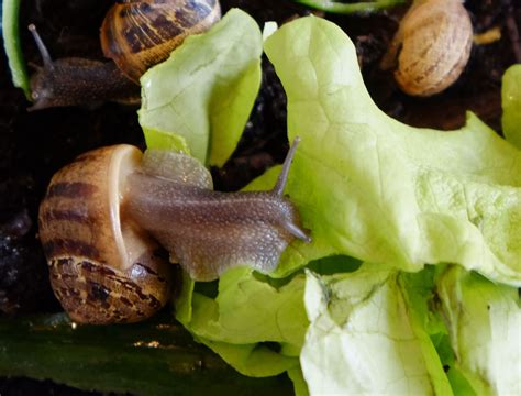 Que mangent les escargots ? | Blog de l'école élémentaire Ernest Renan