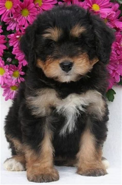 Bernedoodle Mix Of Bernese Mountain And Poodle