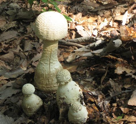 Backyard Nature The Wild And Wonderful World Of Mushrooms