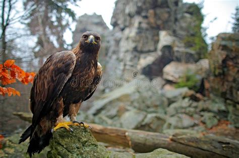 Eagle Wide Ange Stone Rock Habitat Golden Eagle Aquila Chrysaetos