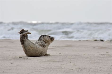 Born on january 23rd, 1984 in bedum, netherlands. Robbe Foto & Bild | tiere, wildlife, säugetiere Bilder auf ...