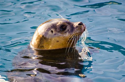 Grey Seal Free Stock Photo Public Domain Pictures