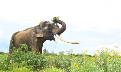 Understanding Elephant Communication Wildlife Sos