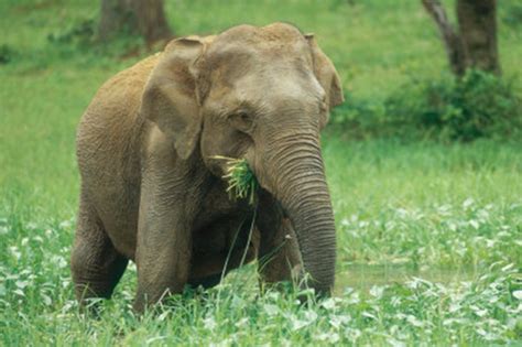 Jhilmil Jheel Conservation Reserve Haridwar