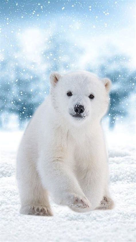 Cute Baby Polar Bears Wallpapers Wallpaper Cave