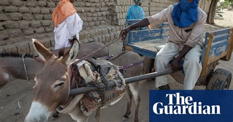 Chinas Demand For African Donkeys Prompts Export Bans World News