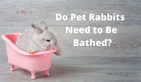 How To Give Your Baby Bunny A Bath Can I Bathe My Rabbit Once Your