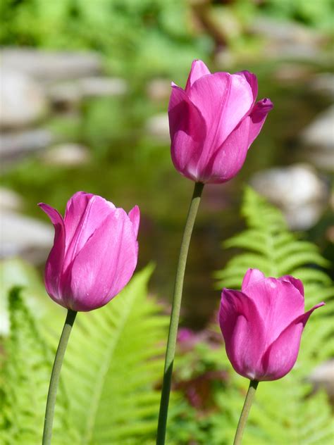 My Nature Photography Purple Tulips In The Sun
