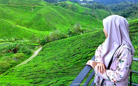 Address search in world cities. Review Ladang Teh Boh Sungai Palas (Boh Tea Centre ...