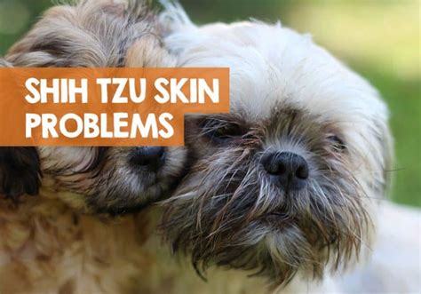 Shih Tzu Skin Problems Issues Allergies And Bumps How Treat