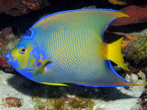 Queen Angelfish Facts And New Pictures All Wildlife Photographs