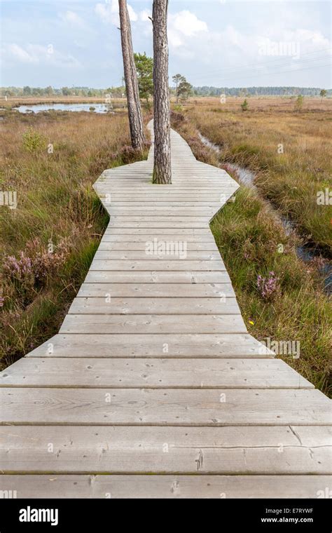 Wooden Boardwalk Across Wetlands Stock Photo Alamy