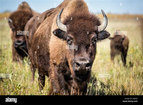 Plains Bison Riding Mountain National Park Manitoba Canada Stock
