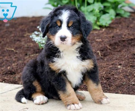 Bernese Mountain Dog Puppies For Sale Puppy Adoption Keystone Puppies