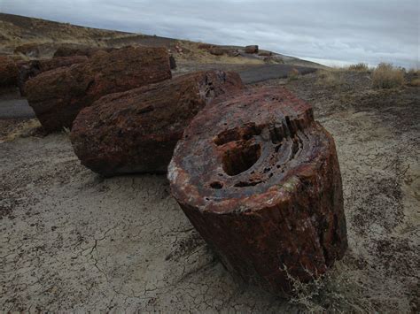 Petrified Forest Petrified Forest New Mexico Armin Flickr