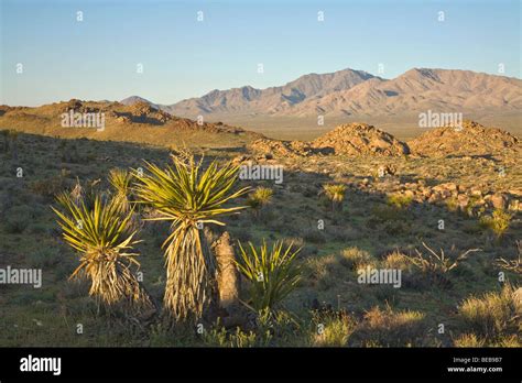 Mojave Desert Vegetation In Colton Hills Area With Providence Mountains