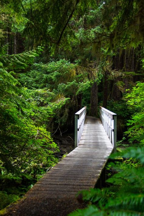 On Trail To San Josef Bay Cape Scott Provincial Park On Vancouver