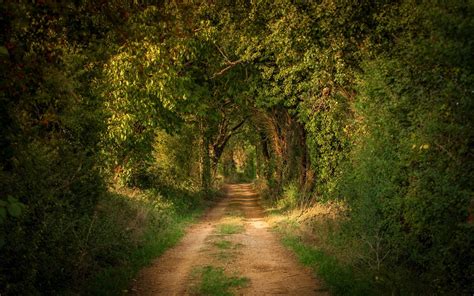 Download Greenery Forest Dirt Road Road Man Made Path Hd Wallpaper
