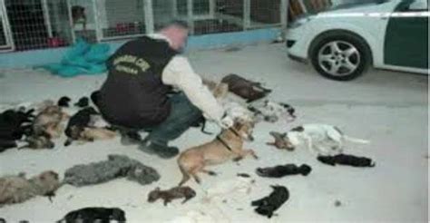 We did not find results for: Ruthless Pet Shelter Owner Killed More Than 2,000 Dogs And ...