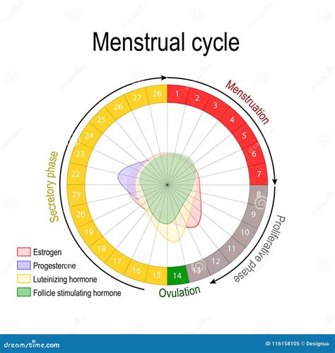 Menstrual Cycle And Hormone Level Stock Vector Illustration Of