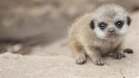45 Cute Wild Animal Babies Notorioustomo