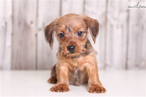 Designer breed dogs vary in character from relaxed to hyper, clever to gullible, obedient to stubborn, and loyal to independent. Huey: Dachshund, Mini puppy for sale near Columbus, Ohio | a92a0b90-8f31