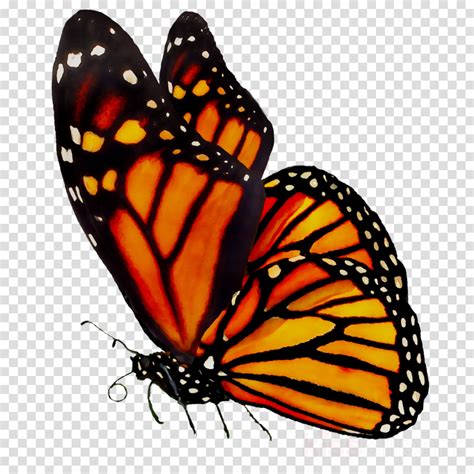 Free Monarch Butterfly Clipart Download Free Monarch Butterfly Clipart