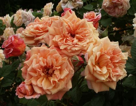 Aloha Hawaii Rose Climber Rose Orange Rose Palatine Roses
