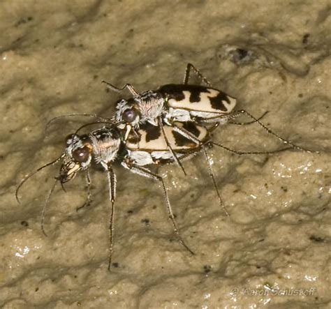 Mating Tigers From Eastern Ca Alkali Shore Ellipsoptera Nevadica