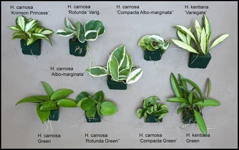 Different Types Of Hoya Plants Octopussgardencafe