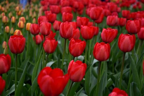 42 Different Types Of Tulips For Your Gardens