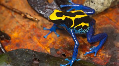 For Poison Dart Frogs Markings Matter When It Comes To Survival The