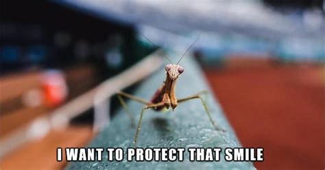 Praise The Mantis Imgur