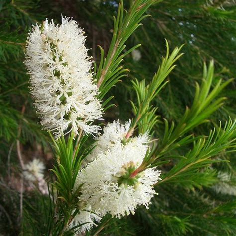 Melaleuca Incana Grey Honey Myrtle Westgrow Farm Trees