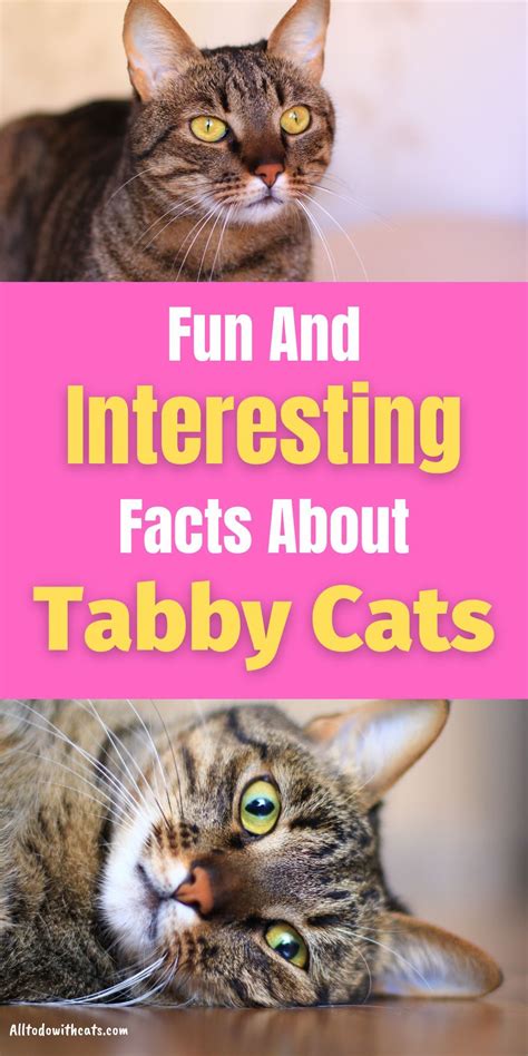 What Is A Tabby Cat 10 Fun Facts About Tabby Cat Best Tabby Cat Images