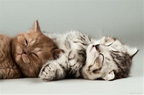 Two Cute Kittens Sleeping Wallpaper Download Kitten Hd Wallpaper Appraw