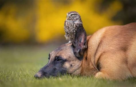Dog And Owl Friendship Brings Smiles To The Self Quarantined Masses