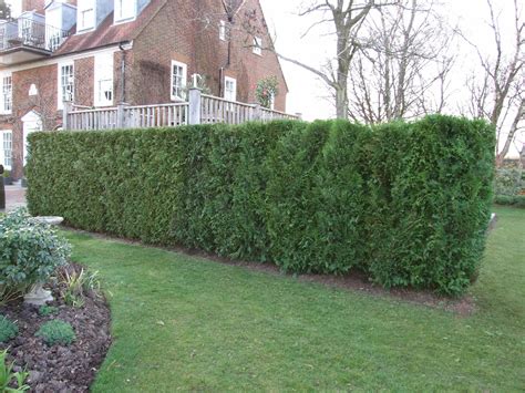 Displaying Evergreen Privacy Hedges Homes Diy Decor 116773