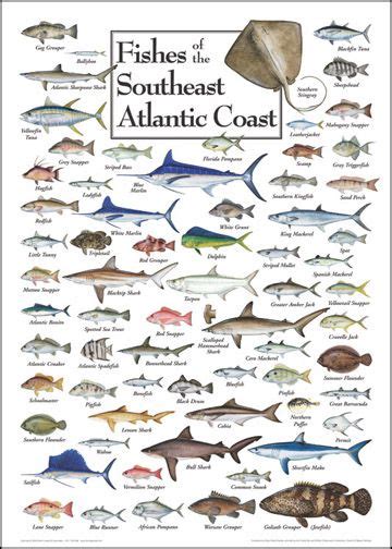Florida Fish Charts With Sizes