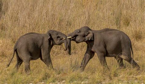 Tigers Are Eating Elephants In Corbett National Park Gg2