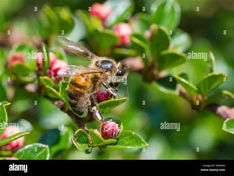 Western Honey Bee Apis Mellifera Aka European Honey Bee On A Plant With Red Buds In Spring