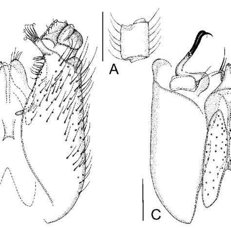 Manota Bruneiensis Sp N Holotype A Antennal Flagellomere 4