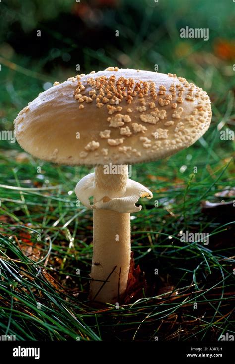The Blusher Amanita Rubescens Fungi Kent England Uk Stock Photo Alamy